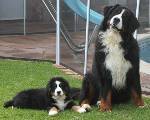 Bernese Bronx